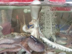 -四海鲜渔家菜(黄金海岸店)