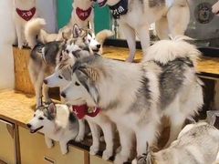 -Husky Go! 哈士奇体验馆·宠物咖啡厅狗咖