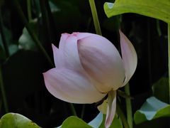 -四川大学(华西校区)