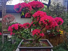 -惠山古镇·寄畅园