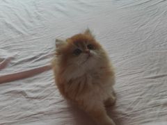 -天宠宠物医院24小时·急重症诊疗中心·全科·腔镜特色(和平分院)