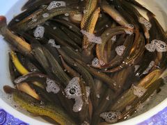 -五谷粮煎饼卷大葱(景星店)