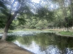 -长白岛森林公园