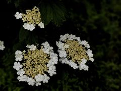 -国家植物园