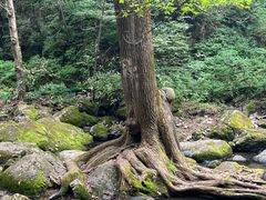 -香炉山国家森林公园