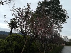 -天适樱花悠乐园