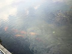 -西湖外事游船(花港观鱼码头)