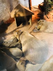 -Zoolung Zoolung动物主题公园(海信广场店)