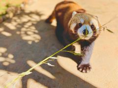 -云南野生动物园