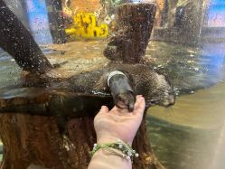 点击看大图 -Zoolung Zoolung动物主题公园(海信广场店)