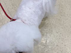 -萌兽医馆·宠物医院·猫骨科(创景店)