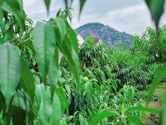 -老袁家蜜桃农场·阳山水蜜桃