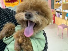 -全心全意连锁动物医院·微创中心·内科急重症·心脏专科(丰管路店)