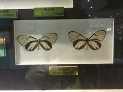 -上海昆虫博物馆