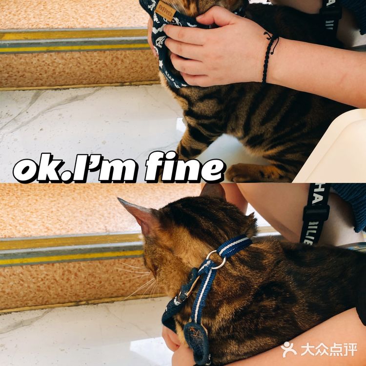 体验|猫咪打疫苗—丢脸丢到姥姥家🐈👵🏻