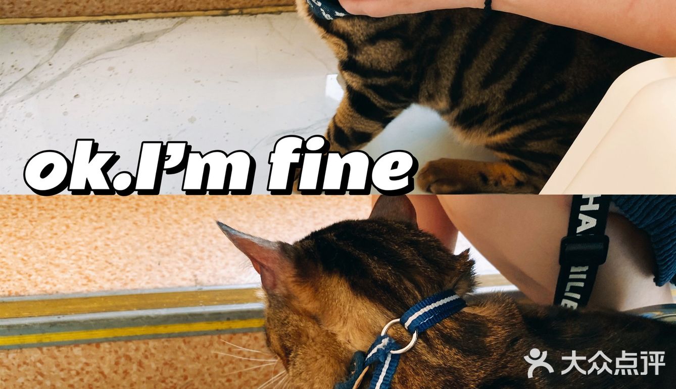 体验|猫咪打疫苗—丢脸丢到姥姥家🐈👵🏻