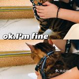 体验|猫咪打疫苗—丢脸丢到姥姥家🐈👵🏻