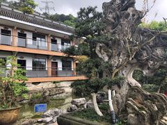 -老幺泉水鸡