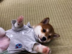 -逗柴咖啡屋·狗咖猫咖宠物桌游