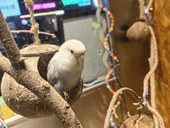 -吾叁·吉趣鸟咖(万科店)