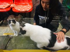 -猫咪博物馆(顶澳仔猫街店)