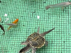 -金河半岛园林酒家(金融城店)