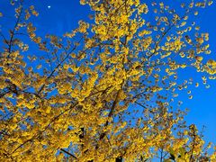 -东湖磨山景区樱花园-停车场