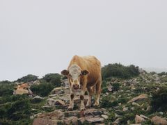 -灵山