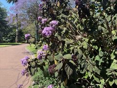 -墨尔本皇家植物园