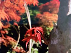 -苏城小院·园林精致苏州菜(斜塘老街店)