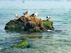 -海驴岛(荣成市)