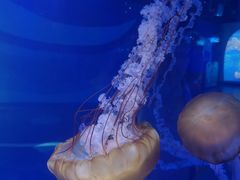 -上海海昌海洋公园