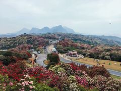 -贵州百里杜鹃风景名胜区