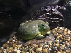 -暹罗海洋世界