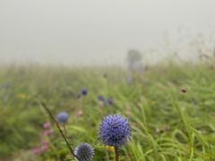 -白草畔自然风景区