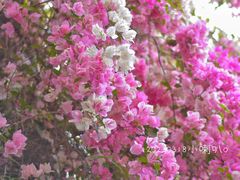 -深圳国际园林花卉博览园