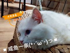 -瞄一喵猫咖(格力海岸店)
