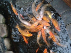 android_upload_pic-上海大自然野生昆虫馆
