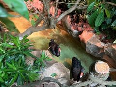 -正佳雨林生态植物园