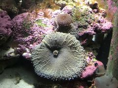 -悉尼海洋生物水族馆