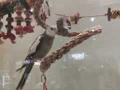 -momokira米努特·德文卷毛猫·棉花面纱犬