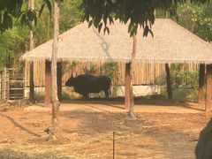 -清迈夜间动物园