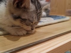 -屋虎猫馆(宝安大仟里店)