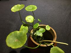 -新竹里馆·花园餐厅(兴苑路店)