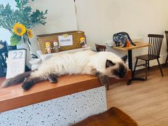 -有猫主题·治愈系猫咖(曾厝垵店)