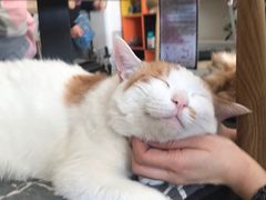 -平行世界·猫咖(首经贸店)