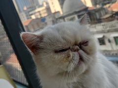 -怪兽屋·羊驼·猫咖·狗咖(俊华广场店)