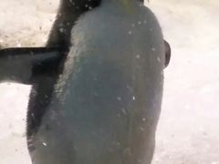 -海合安成都极地海洋公园
