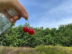 -北京张裕爱斐堡酒庄