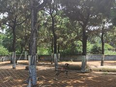 -日照海滨国家森林公园